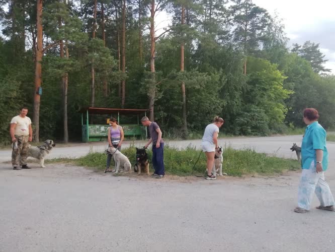 Групповое занятие с собаками – кинолог Екатерина Прокопенко, Липецк