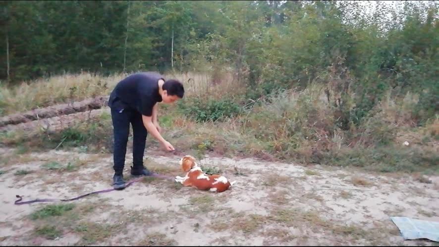 Обучение щенка на занятии – Липецк