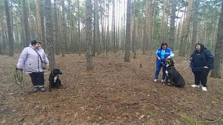 Групповое занятие с собаками в лесу - Липецк