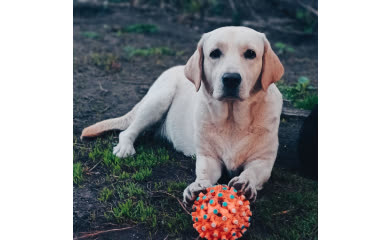 Лана